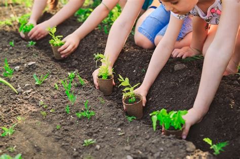 Las manos de los niños plantando árboles jóvenes en suelo negro juntos