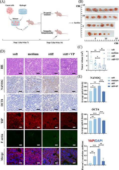 Matrix Stiffness Regulates Stemness Expression Of Hepatocellular Download Scientific Diagram