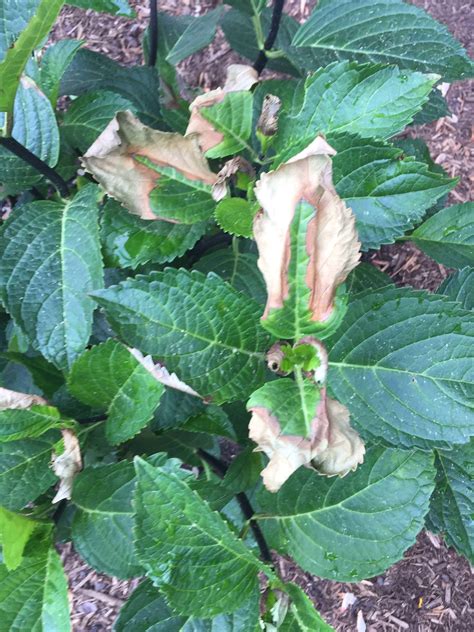 Hydrangea leaves going brown - Gardening & Landscaping Stack Exchange