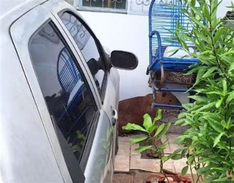 Capivara Invade Casa E Assusta Moradora Em Cuiab Folhamax