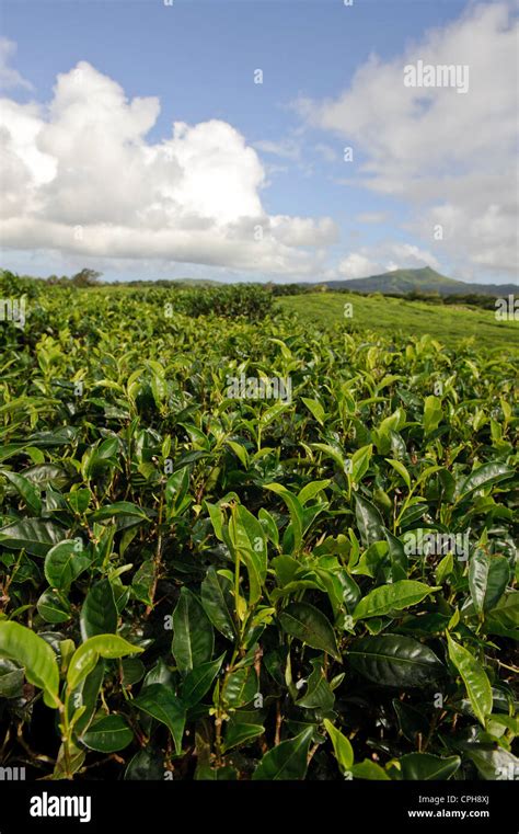 Maurice Mauritius Africa Indian Ocean Tea Agriculture Tea Plants