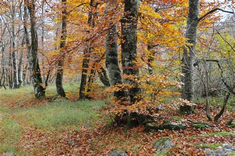 Bosque De Hayas En Quinto Real Navarra Foto De Antonio I Flickr