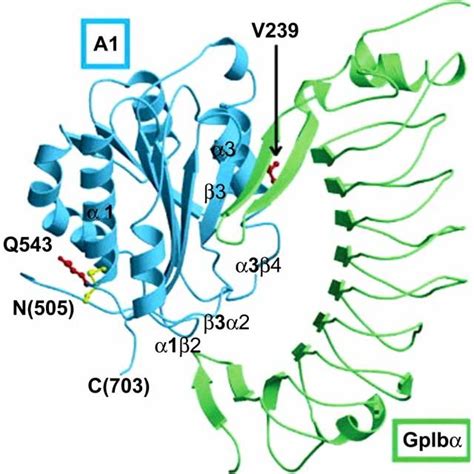 Schematic Representation Of The Primary Vwf Translation Product With