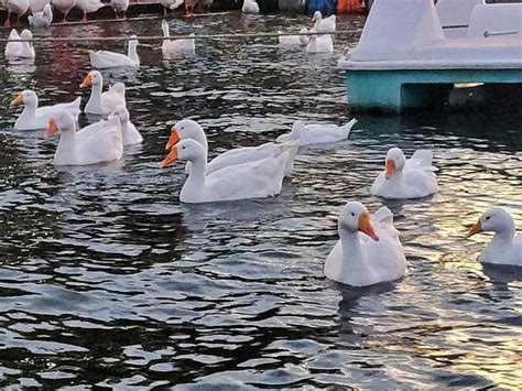 Ente Enten Gautam Buddha Sanchi Kostenloses Foto Auf Pixabay Pixabay