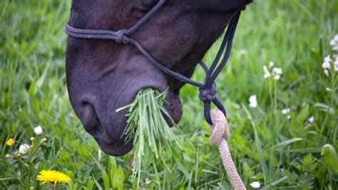 Horse Teeth 101: What They Say About Your Horse & Equine Dental Care