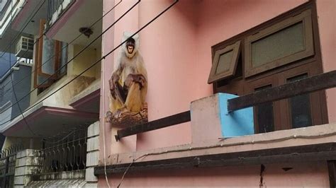 Monkeys Are Not Scared Seeing The Cutout Of Langur In Bareilly Amar