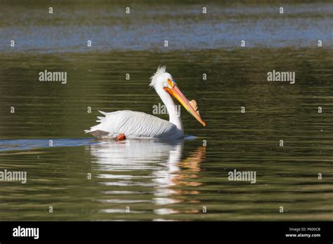 A male white pelican on the water during breeding season Stock Photo ...