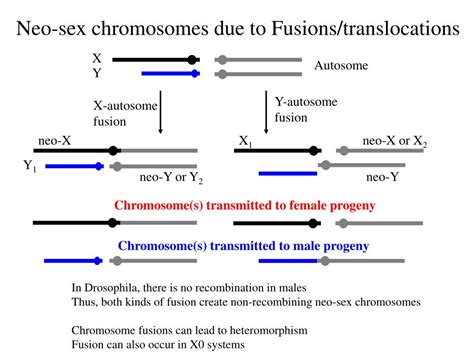 PPT The Evolution Of Sex Chromosomes Similarities And Differences