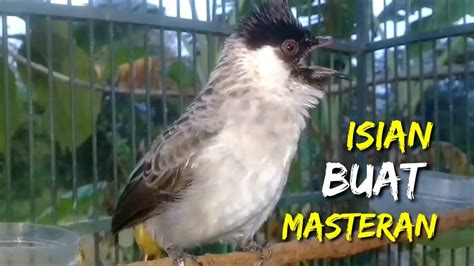 SUARA BURUNG KUTILANG FULL GACOR ISIAN BAGUS BUAT MASTERAN KUTILANG