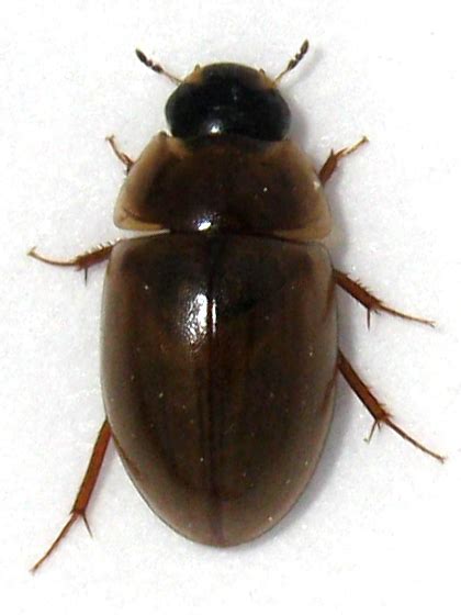 Enochrus Bugguidenet