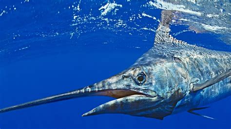 Blue Marlin National Geographic