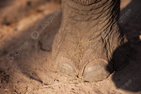 Kaki Gajah Safari Pasir Afrika Foto Latar Belakang Dan Gambar Untuk