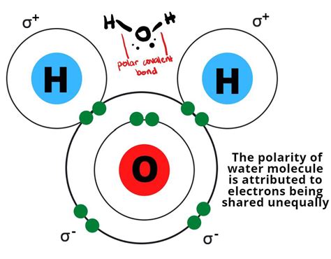 Diagram Two Water Molecules And Label The Polar Covalent Bo Quizlet