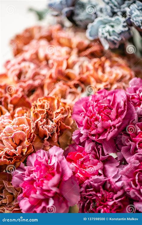 Carnation Flowers of Different Varieties and Colors. Bunch Pastel Color ...