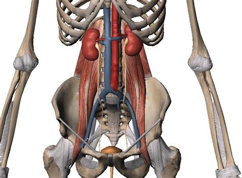 False Ligament Of Urinary Bladder Polecooking