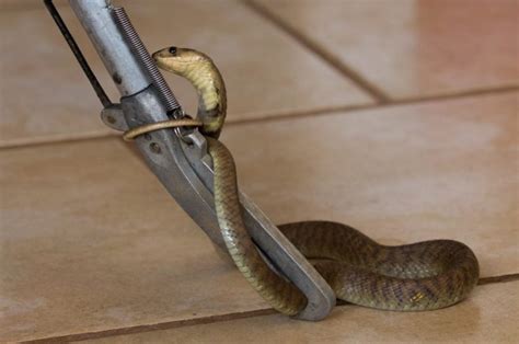 How to Make a Homemade Snake Trap? Time to DIY!