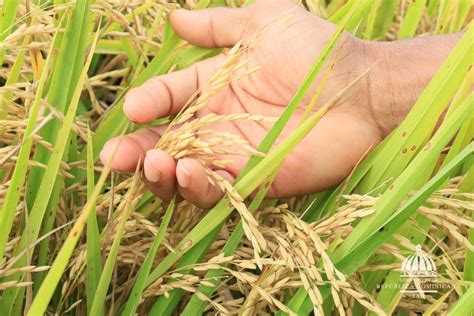 Inicia Cosecha De Arroz Se Proyecta Millones De Quintales Para