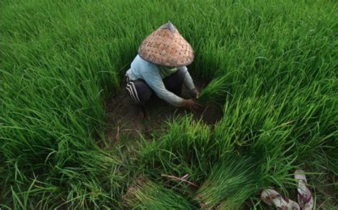 Indonesia Targets Rice Self Sufficiency In 2024