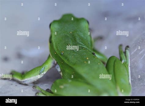 Green Tree Frog Stock Photo Alamy