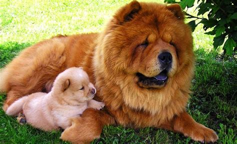 Chow Chow Dogs