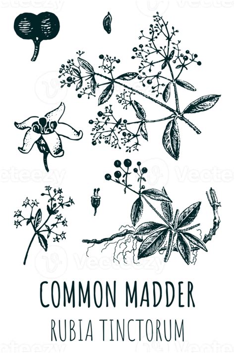 Free Drawings Of Common Madder Hand Drawn Illustration Latin Name Rubia Tinctorum L 17223109