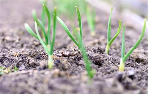 Ghid Pentru Plantarea Usturoiului De Toamna Horticola Blogul Verde