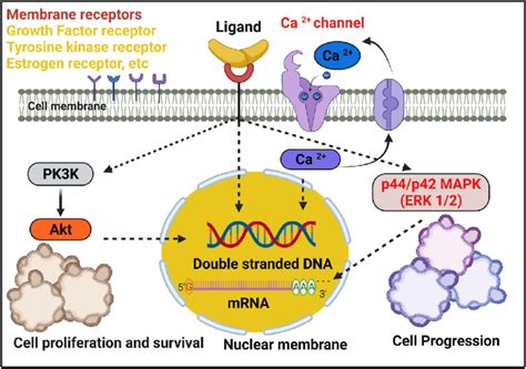 Various Signaling Pathways Involved In Breast Cancer Proliferation