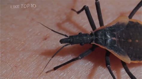 Top 10 Most Dangerous Insects In The World Like Top 10 Dangerous Insects Liketop10 Youtube