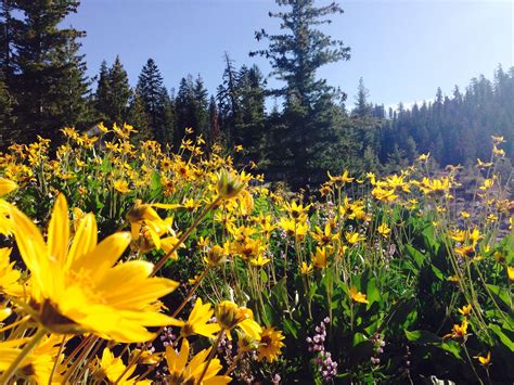 Lassen Volcanic National Park | Lassen volcanic national park, Lassen ...