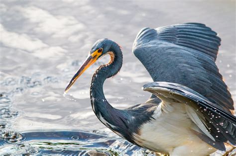 Tricolored Heron - South Florida : wildlifephotography