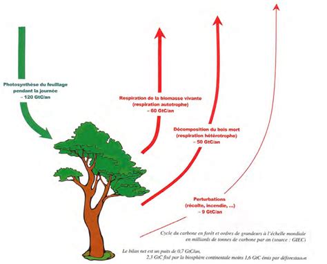 Le Projet De Puits De Carbone Forestier