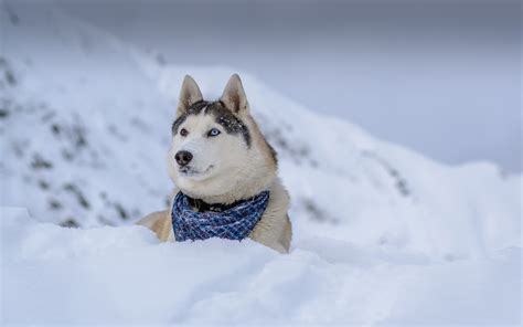 Download Wallpapers Siberian Husky 4k Winter Dogs Cute Husky