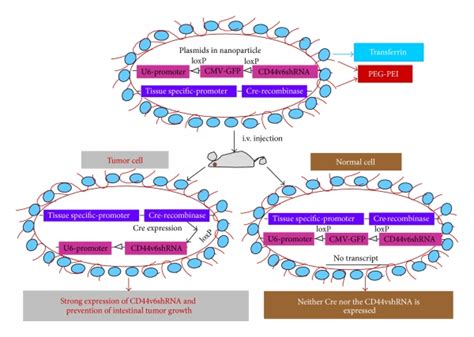 Model for delivery of shRNA (adapted from [18]). This illustration ...