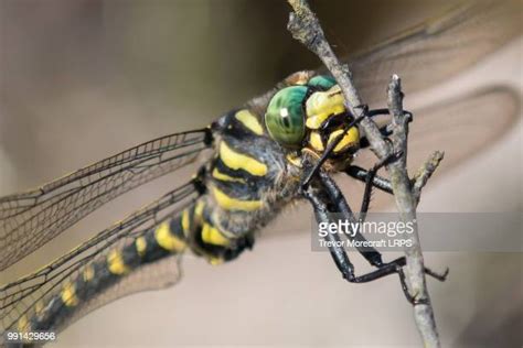 Golden Ringed Dragonfly Golden Ringed Photos and Premium High Res ...