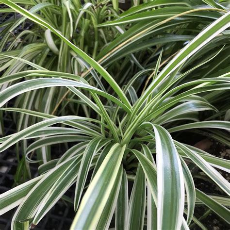 Chlorophytum Comosum Variegatum Spider Plant Houseplant Baker City Oregon — The Succulent Hub