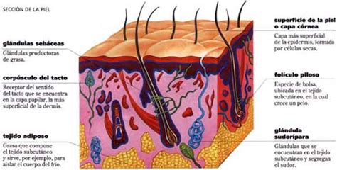 Anatomia Fisiologia Y Fundamentos De Enfermeria Sistema Tegumentario