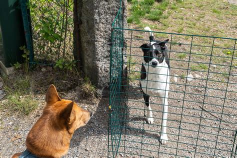 C Mo Hacer Que Dos Perros Se Lleven Bien Pautas Y Recomendaciones