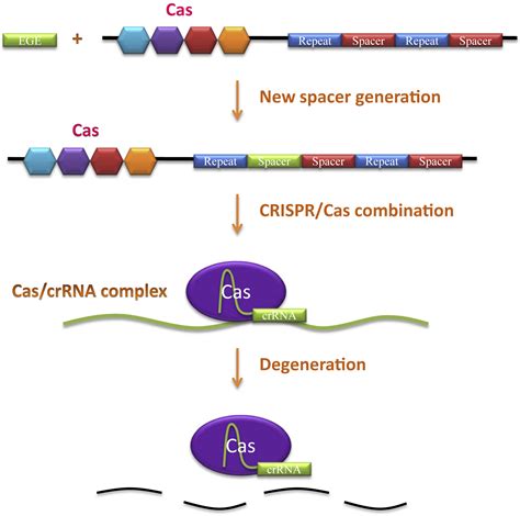 Crisprcas9 Genome Editing System In Human Stem Cells Current Status