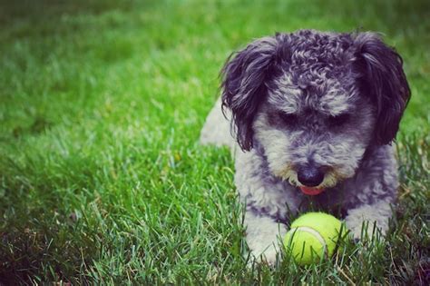 Perro Tendido En La Hierba Mirando La Pelota Foto Premium