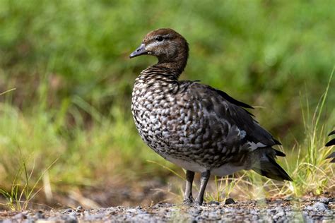 Australian Wood Duck 24736183 Stock Photo at Vecteezy