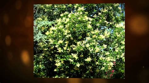 Бирючина японская (Ligustrum japonicum) - YouTube