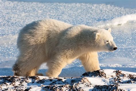 ANIMALES CARNÍVOROS Estilo De Vida Especies Y Características