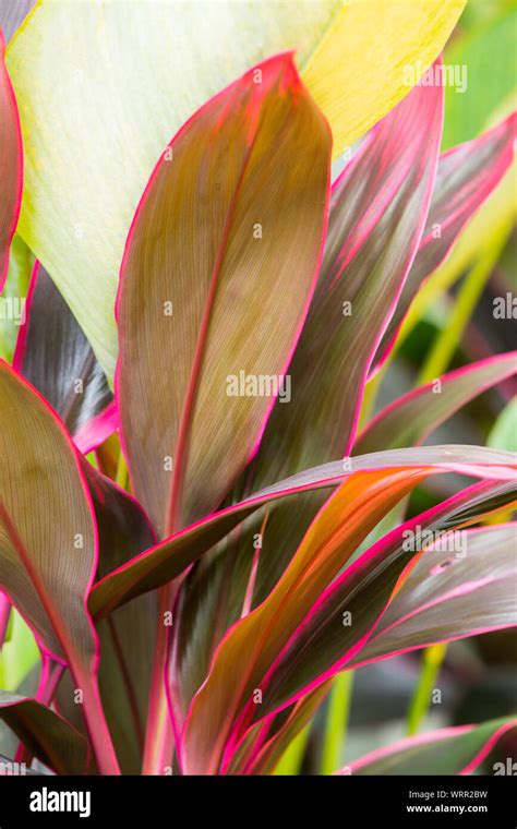 Cordyline Leaves Cordyline Fruticosa Cordyline Terminalis Or Ti Plant