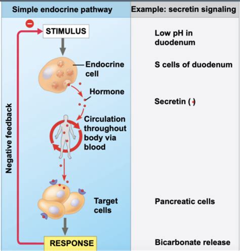 Biology Chapter 45 Endocrine System Flashcards Quizlet