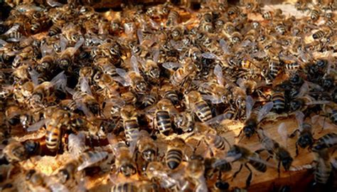 How Can I Extract Honey From a Wild Beehive? | Sciencing