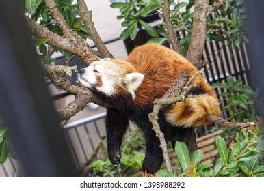 Cute Brown Baby Red Panda Sleeping Stock Photo 1398988292 | Shutterstock