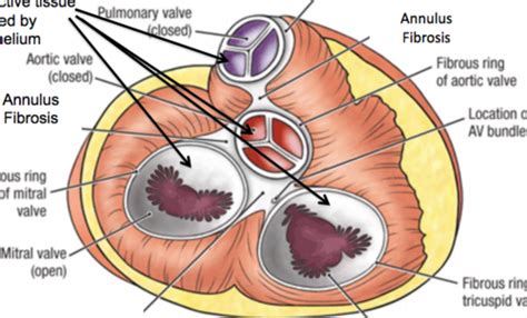 Cardiac Histo Flashcards Quizlet