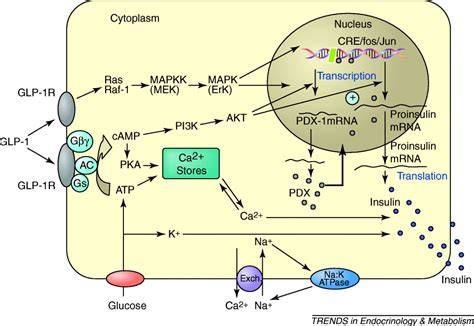 Glp Inhibition Of Pancreatic Islet Cell Apoptosis Trends In