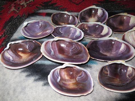 Crafters- Wampum Quahog Clam Shell Jewelrygrade Purple Quahog Each Half ...