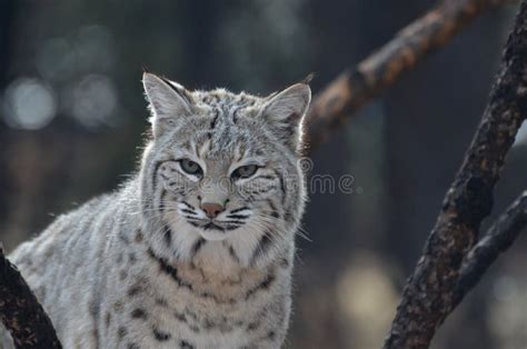 Beautiful Bobcat stock image. Image of mammals, mammal - 76197913